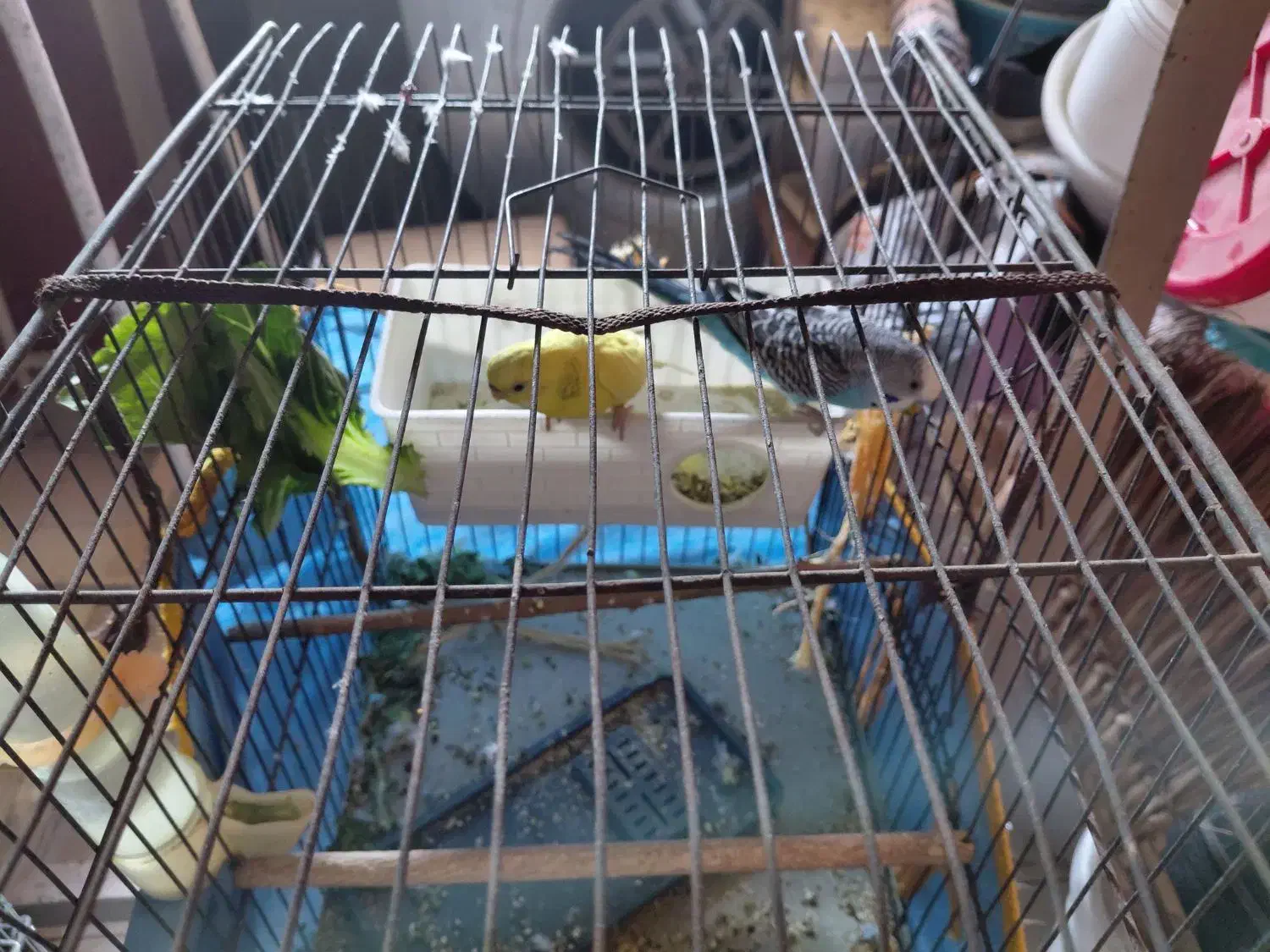 مرغ عشق|پرنده|تهران, قصر فیروزه ۱|دیوار