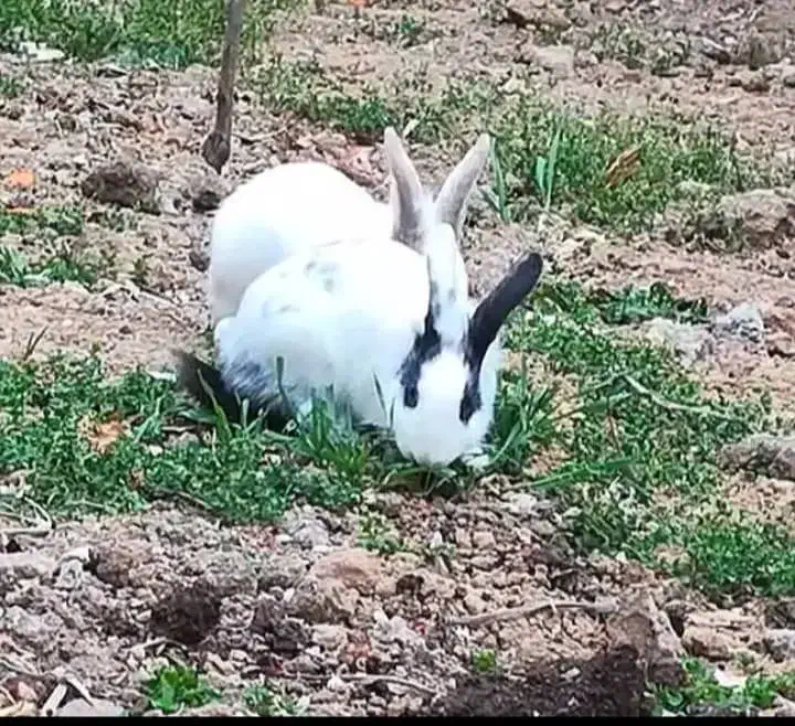 خرگوش خانگی|موش و خرگوش|اصلاندوز, |دیوار