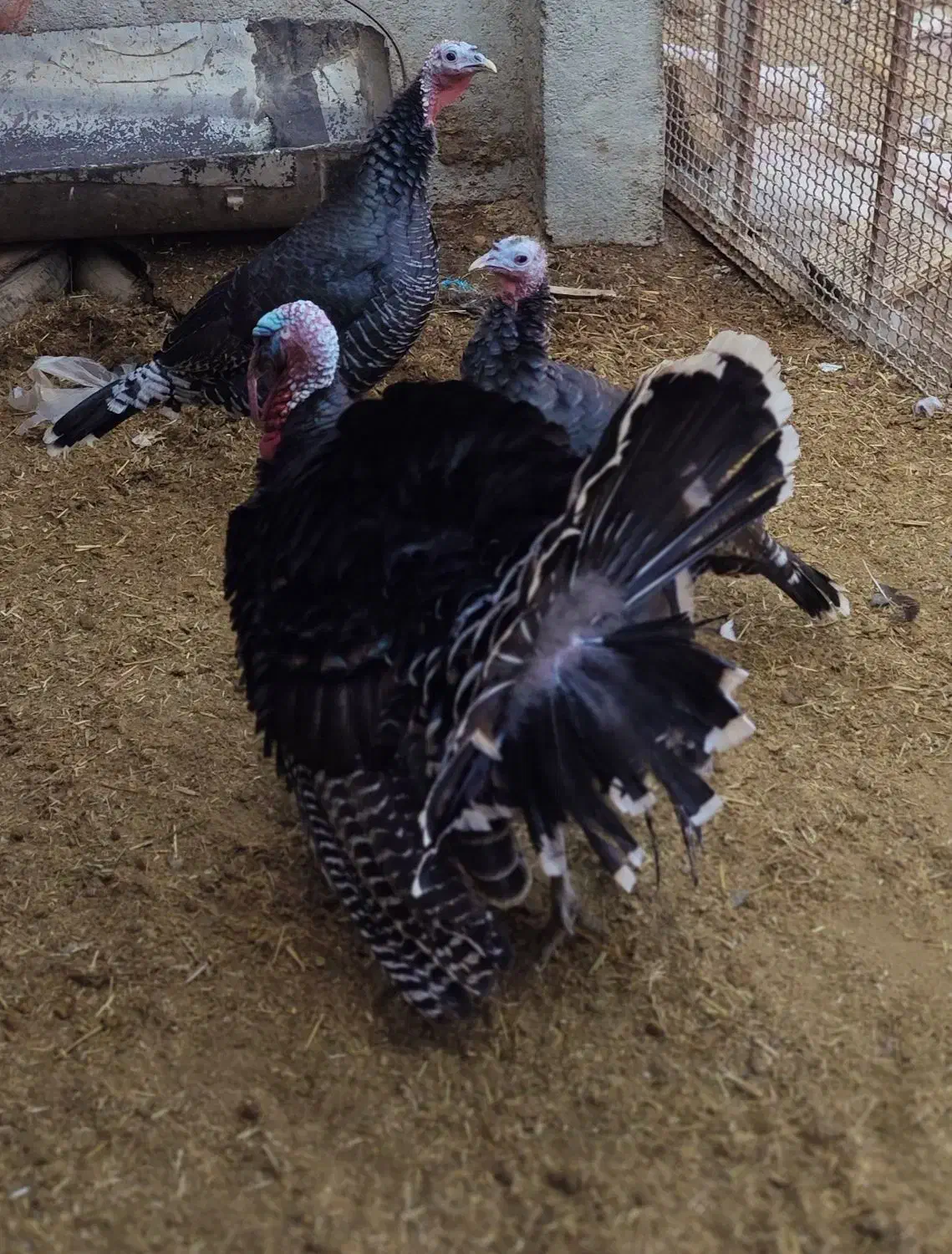 فروش بوقلمون|حیوانات مزرعه|خنداب, |دیوار