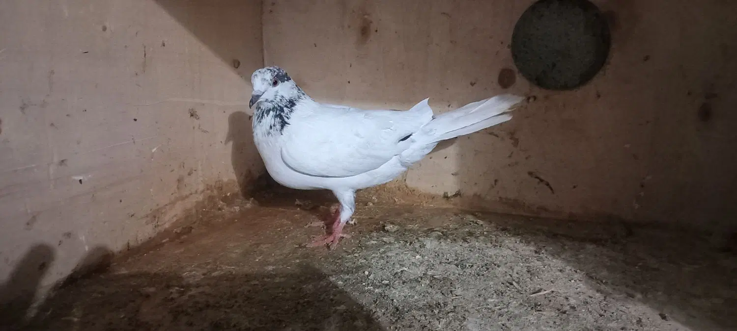 کبوتر|پرنده|گرگان, |دیوار