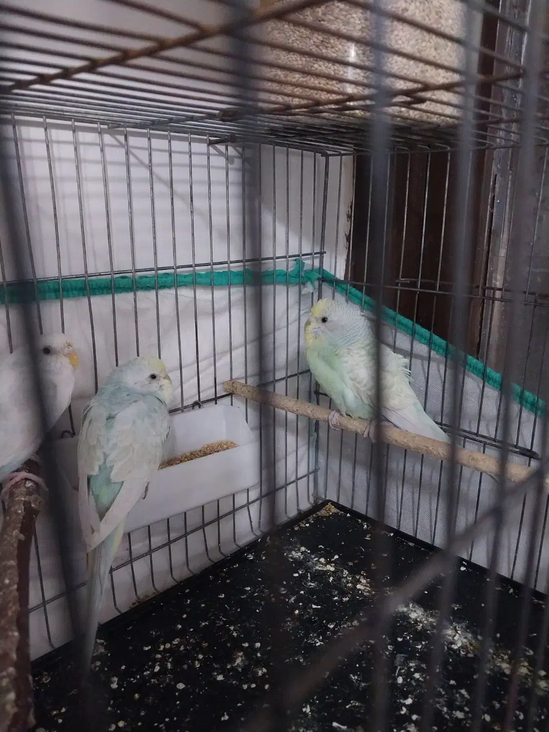 مرغ عشق|پرنده|قم, قلعه کامکار|دیوار