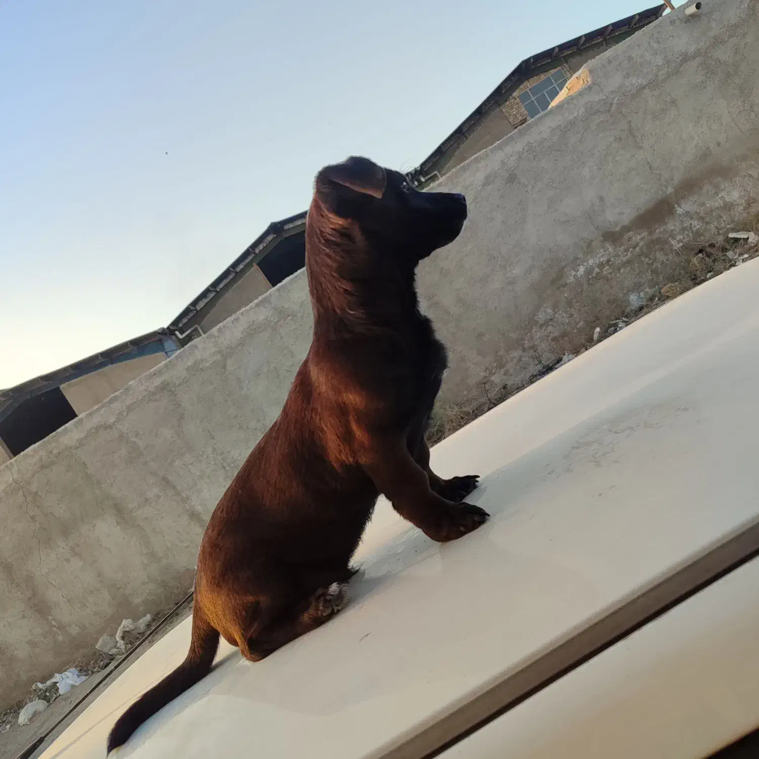 فروش سگ|سگ|ورامین, خیر آباد|دیوار