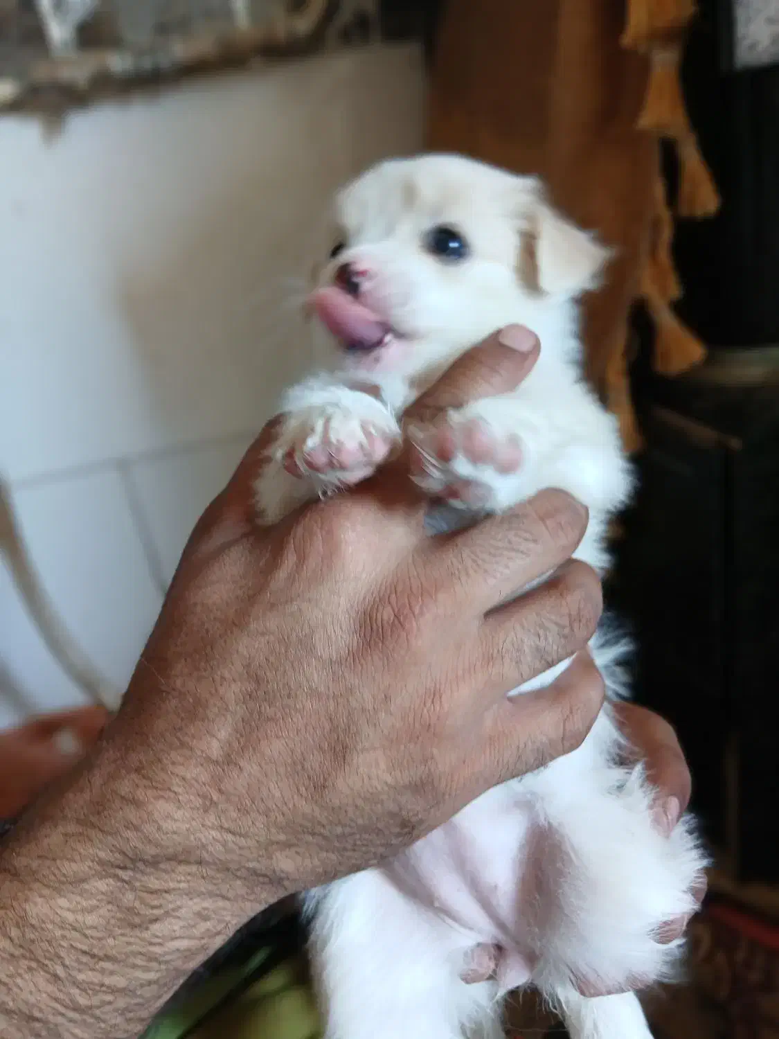 سگ پامر شیتزو|سگ|سیرجان, |دیوار