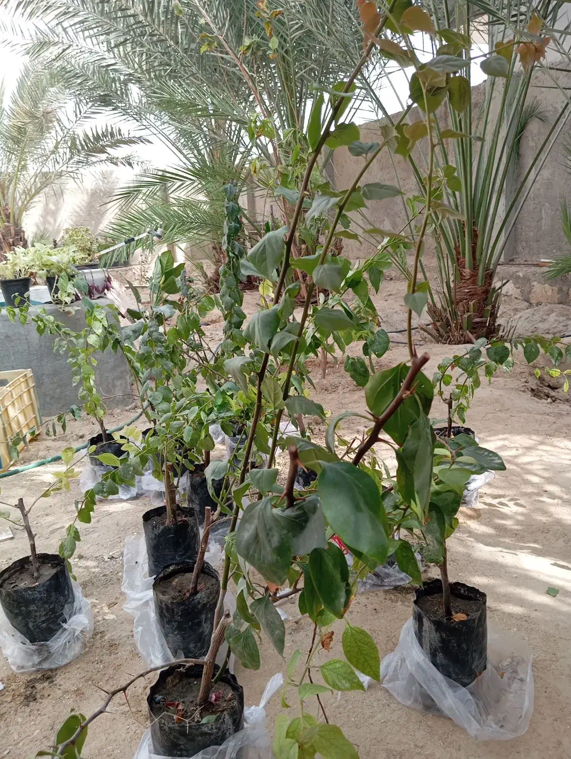 گل کاغذی|گل و گیاه طبیعی|قشم, |دیوار