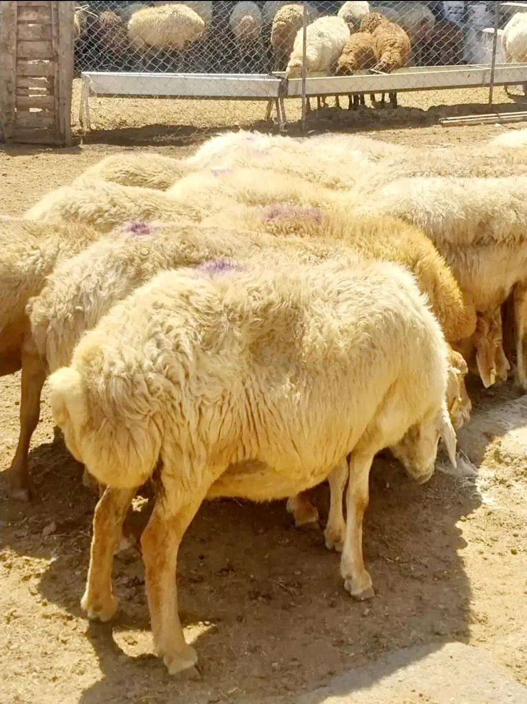 میش چاق بره نرینه فروش گوسفند زنده آگهی دارای فیلم|حیوانات مزرعه|مشهد, توس (بلوار توس)|دیوار