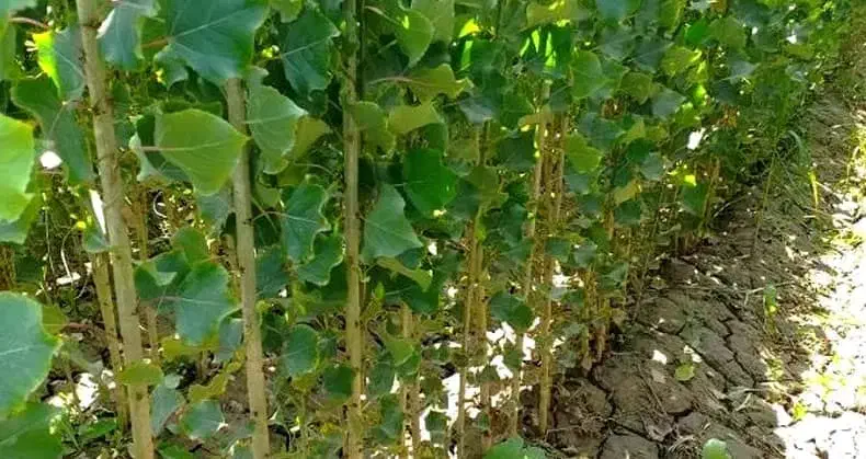 نهــال مقاوم به بی آبی،پیـوندی وغیــر پیــوندی|خدمات باغبانی و درختکاری|تاکستان, |دیوار