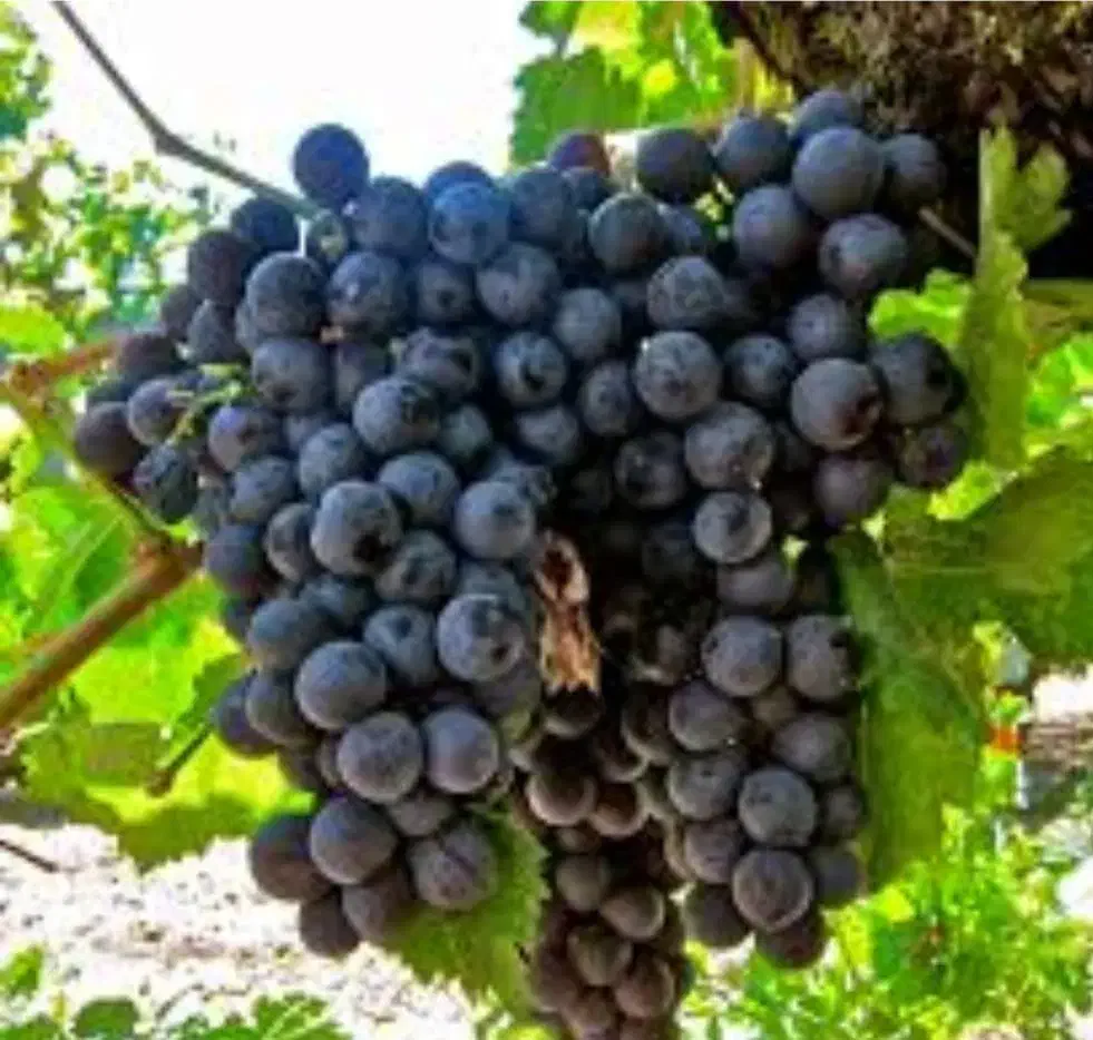 نهال سیب و ارقام مختلف میوه‌ها|خدمات باغبانی و درختکاری|مراغه, |دیوار