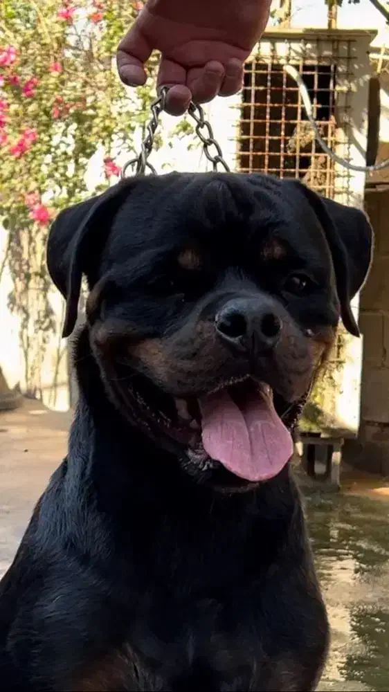 سگ نژاد روتوایلر اصیل|سگ|اهواز, کوی پیروزی|دیوار