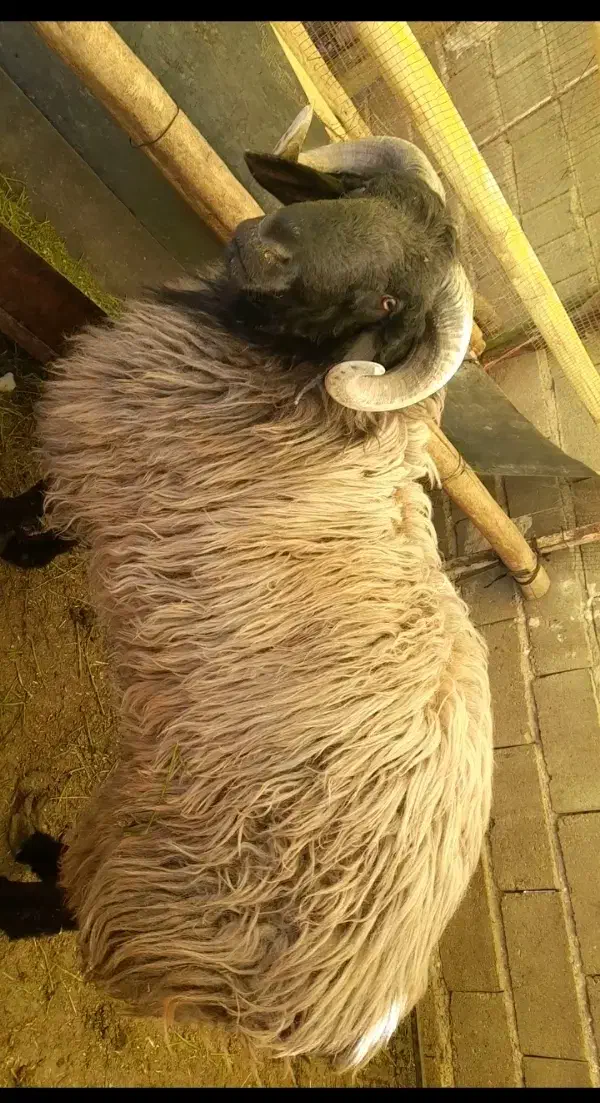 قوچ ملحه،بذری،قوچ درجه یک|حیوانات مزرعه|ششده و قره بلاغ, |دیوار