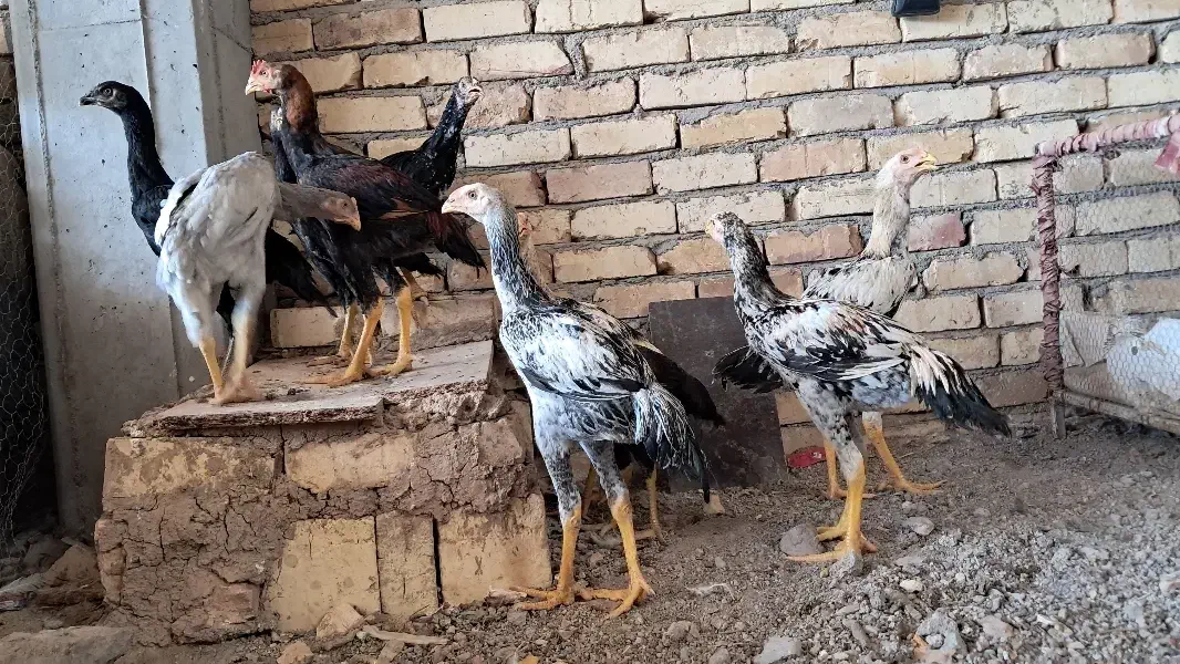 مرغ و خروس لاری|حیوانات مزرعه|رباطکریم, رباطکریم|دیوار