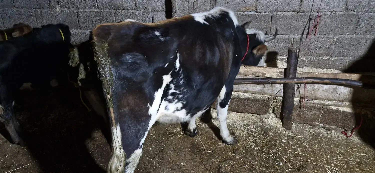 گاو شکم دار|حیوانات مزرعه|رستم‌آباد, |دیوار