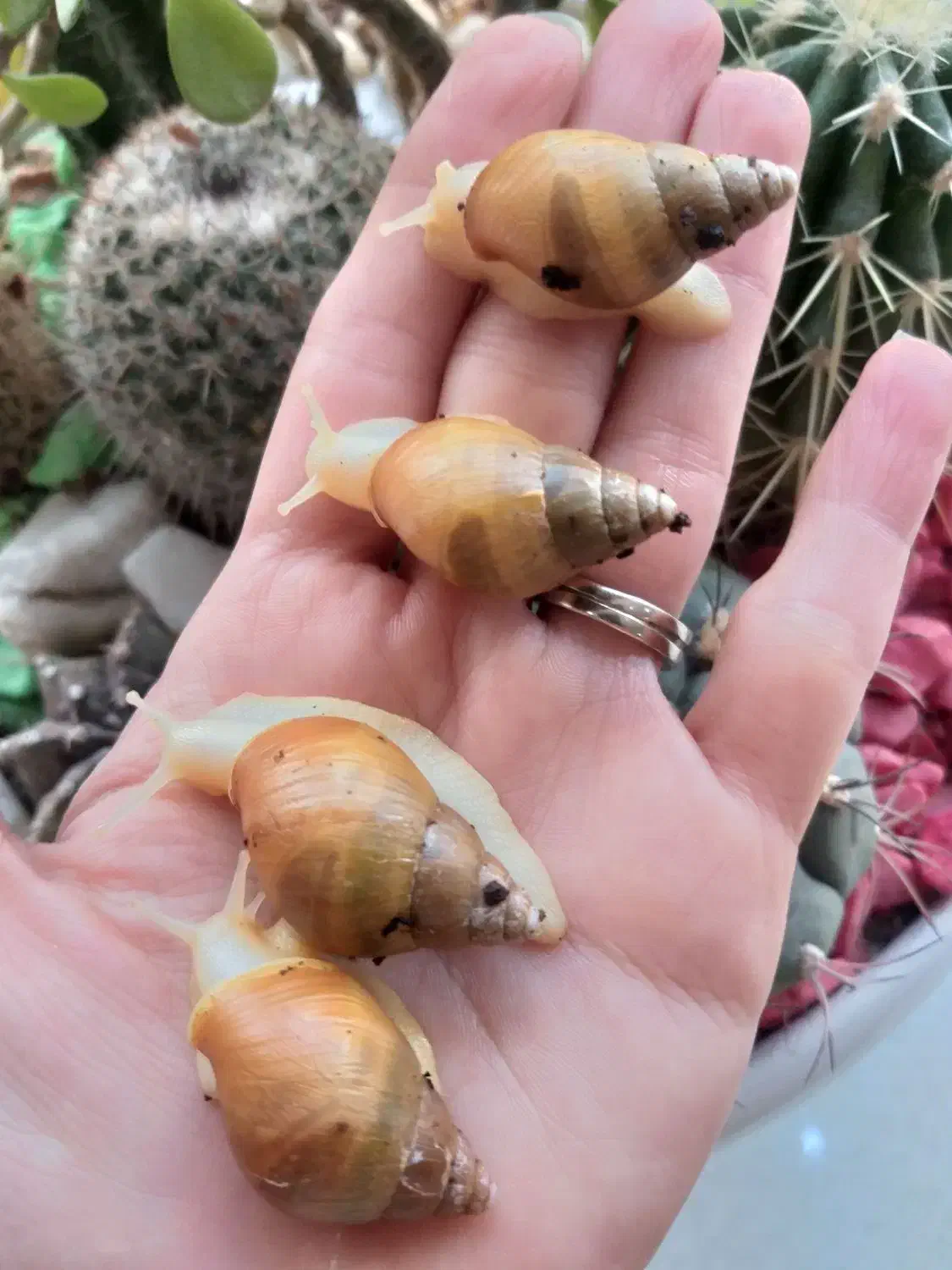 حلزون.پت خانگی|خزنده|قرچک, مهدیه|دیوار