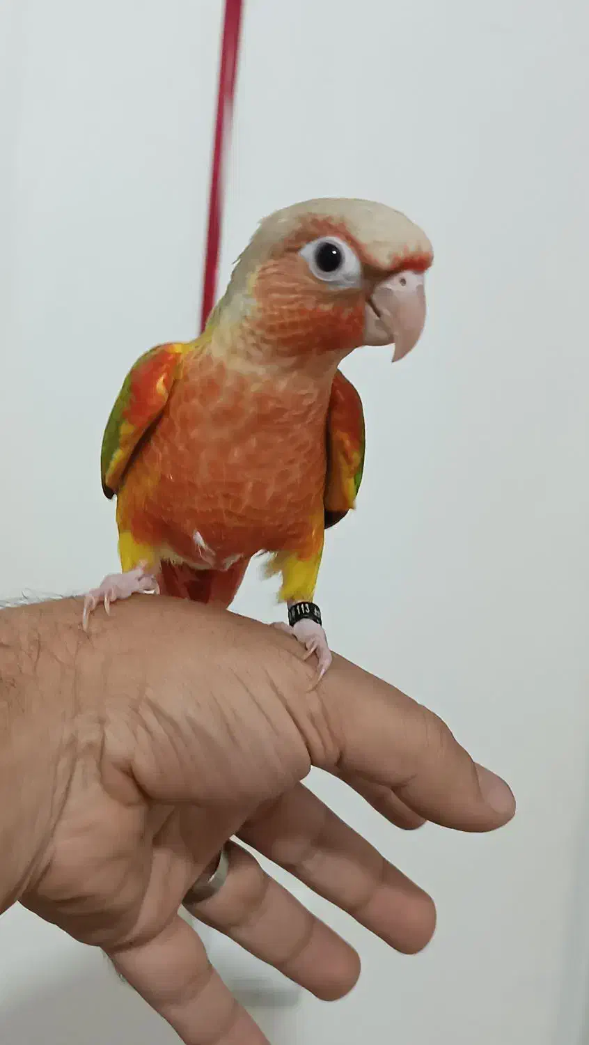 گرینچیک عروس هلندی ملنگو کتوله|پرنده|بیرجند, |دیوار