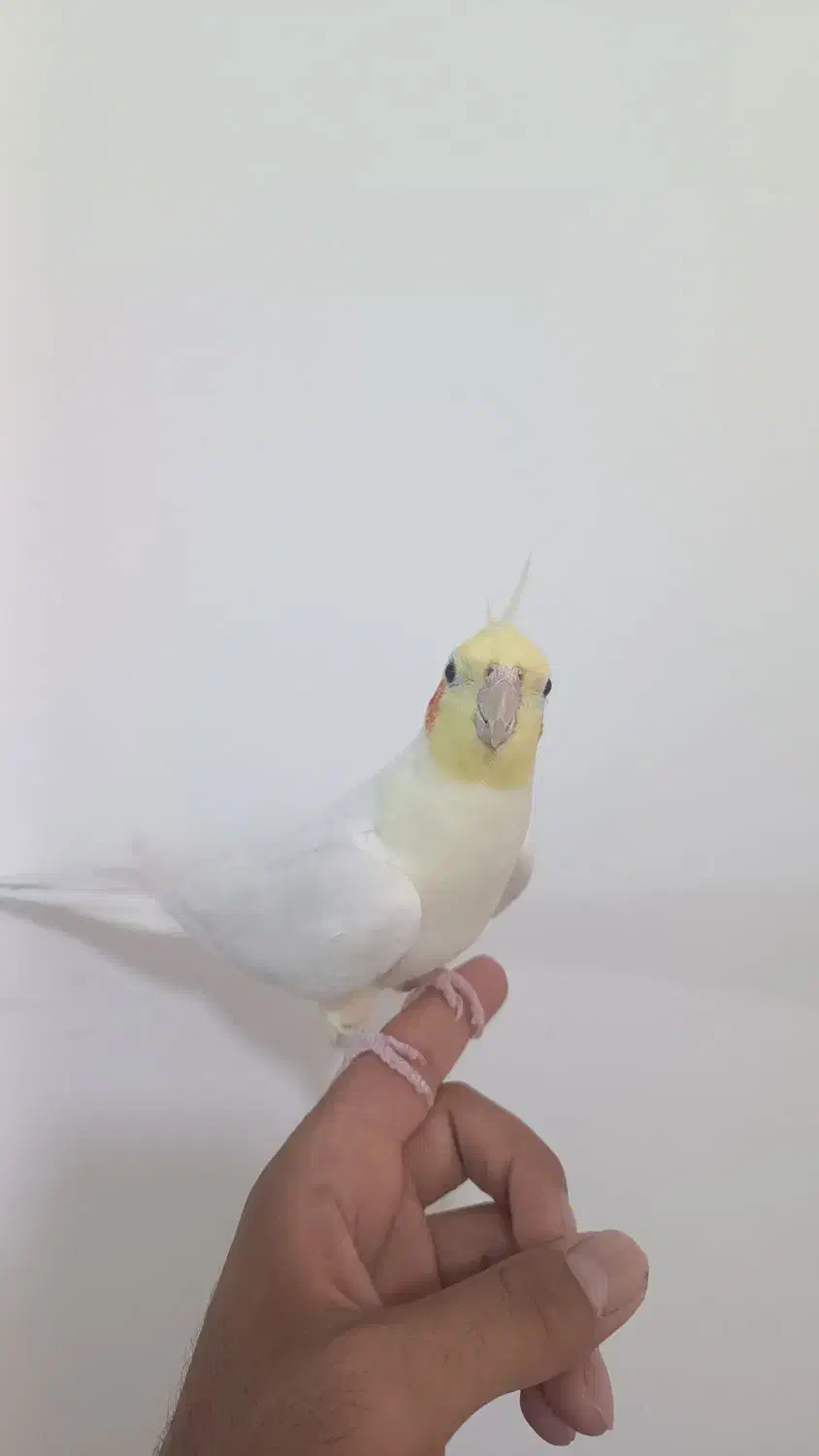 عروس هلندی سخنگو|پرنده|طبس, |دیوار