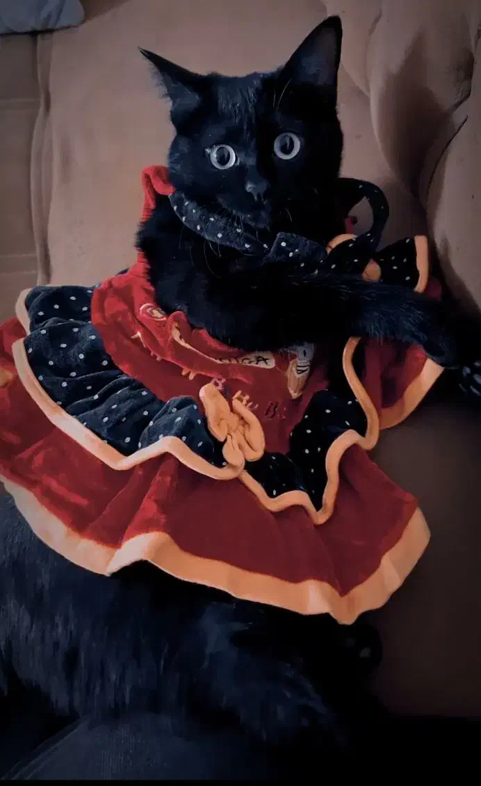 گربه ی گمشده|گربه|قم, انصارالحسین|دیوار