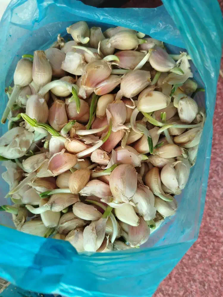 فروش سیر محلی|عمده‌فروشی|رودسر, |دیوار