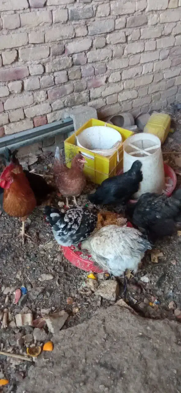 مرغ وخروس گلین وبرهما|حیوانات مزرعه|باغ بهادران, |دیوار