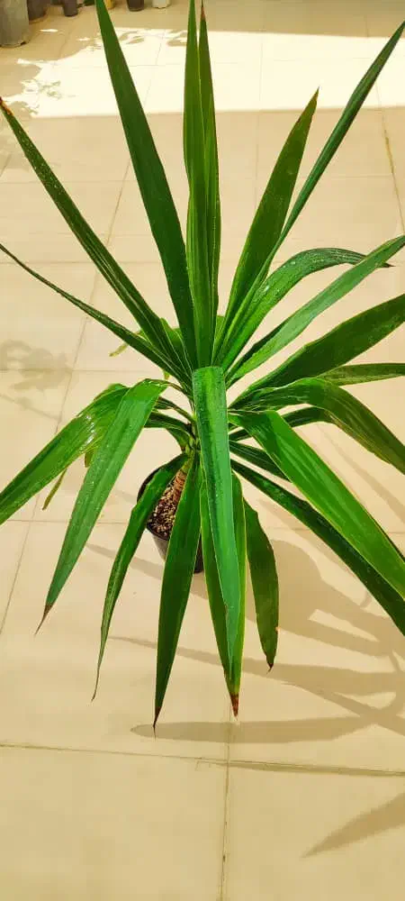 فروش گل و گیاه طبیعی|گل و گیاه طبیعی|جهرم, |دیوار