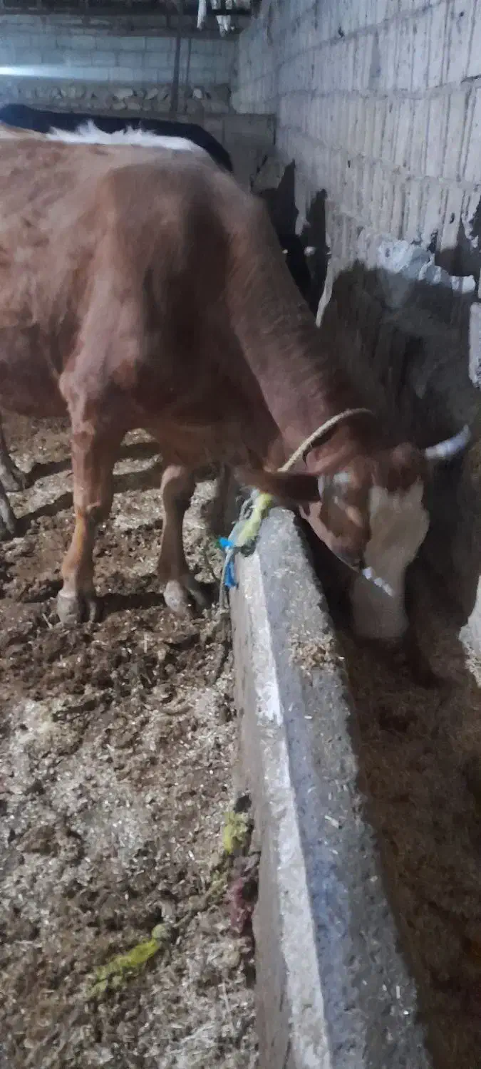 گاوه شیری|حیوانات مزرعه|مشگین شهر, |دیوار