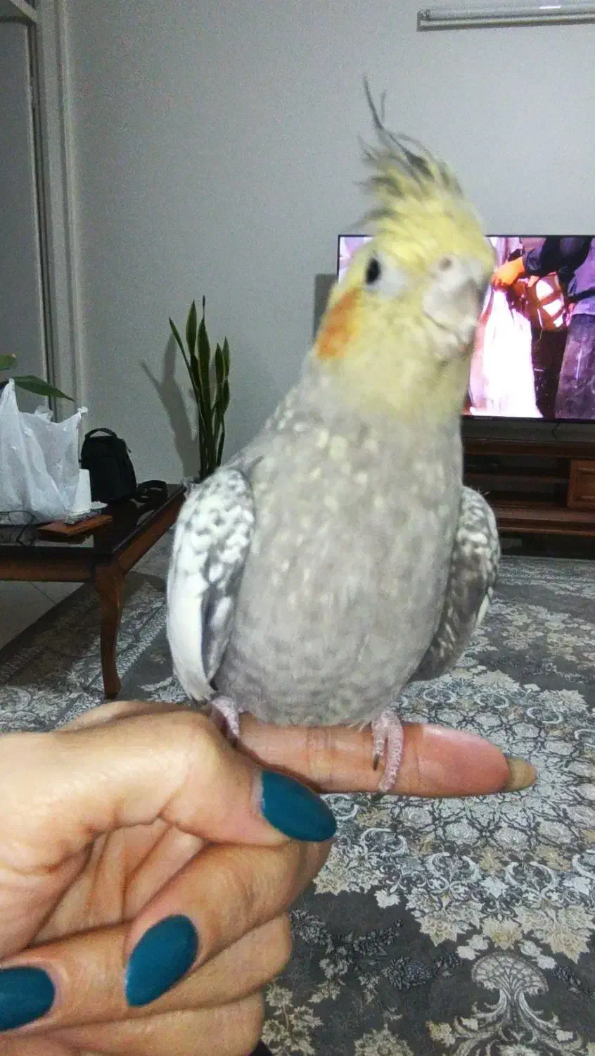 عروس هلندی یک جفت و دو تا جوجه هفت ماهه|پرنده|تهران, درکه|دیوار