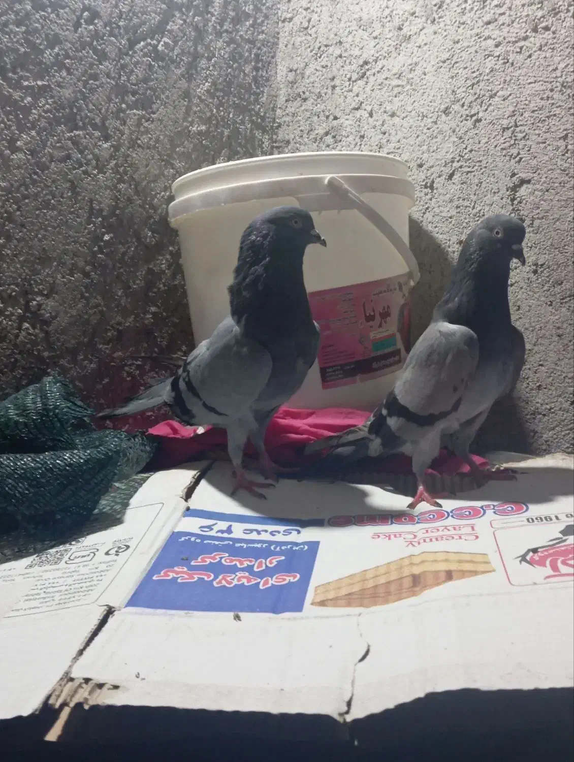 کفتر|پرنده|رودان, |دیوار