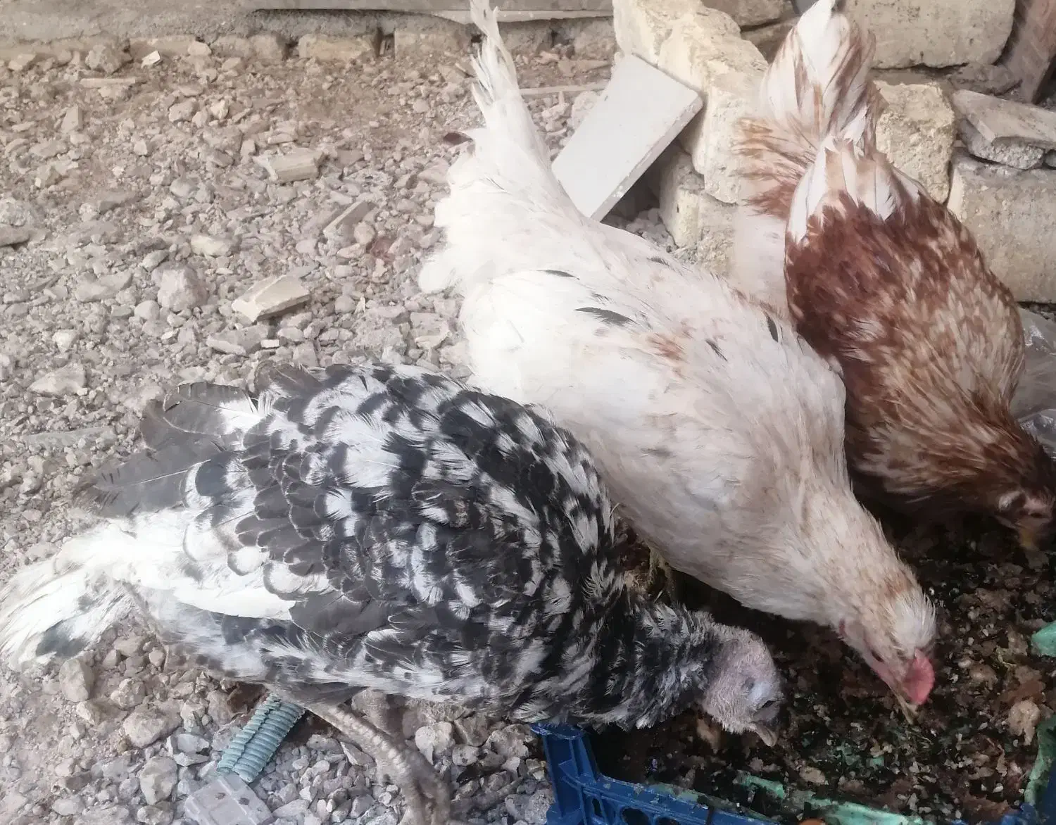 خروس جوان بوقلمون|حیوانات مزرعه|مبارکه, |دیوار