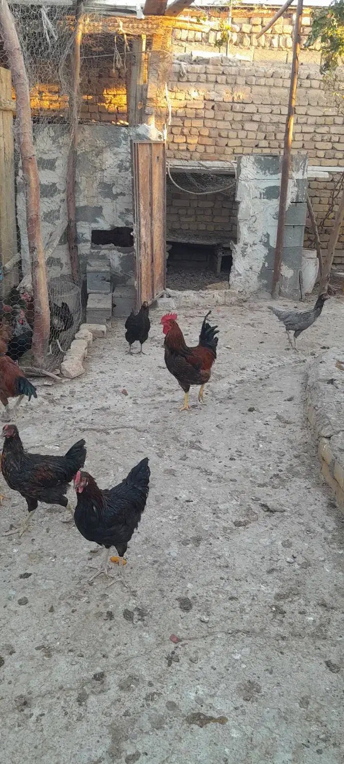 خروس بومی و مرغ لاری|حیوانات مزرعه|بادرود, |دیوار