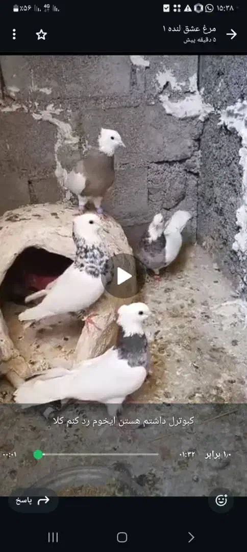 کبوتر طوقی تمیز|پرنده|لنده, |دیوار