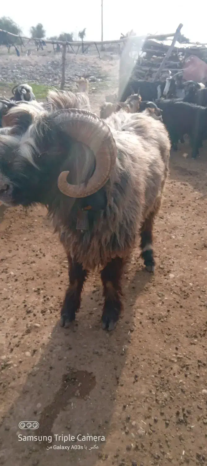 گوسفند|حیوانات مزرعه|شوشتر, |دیوار