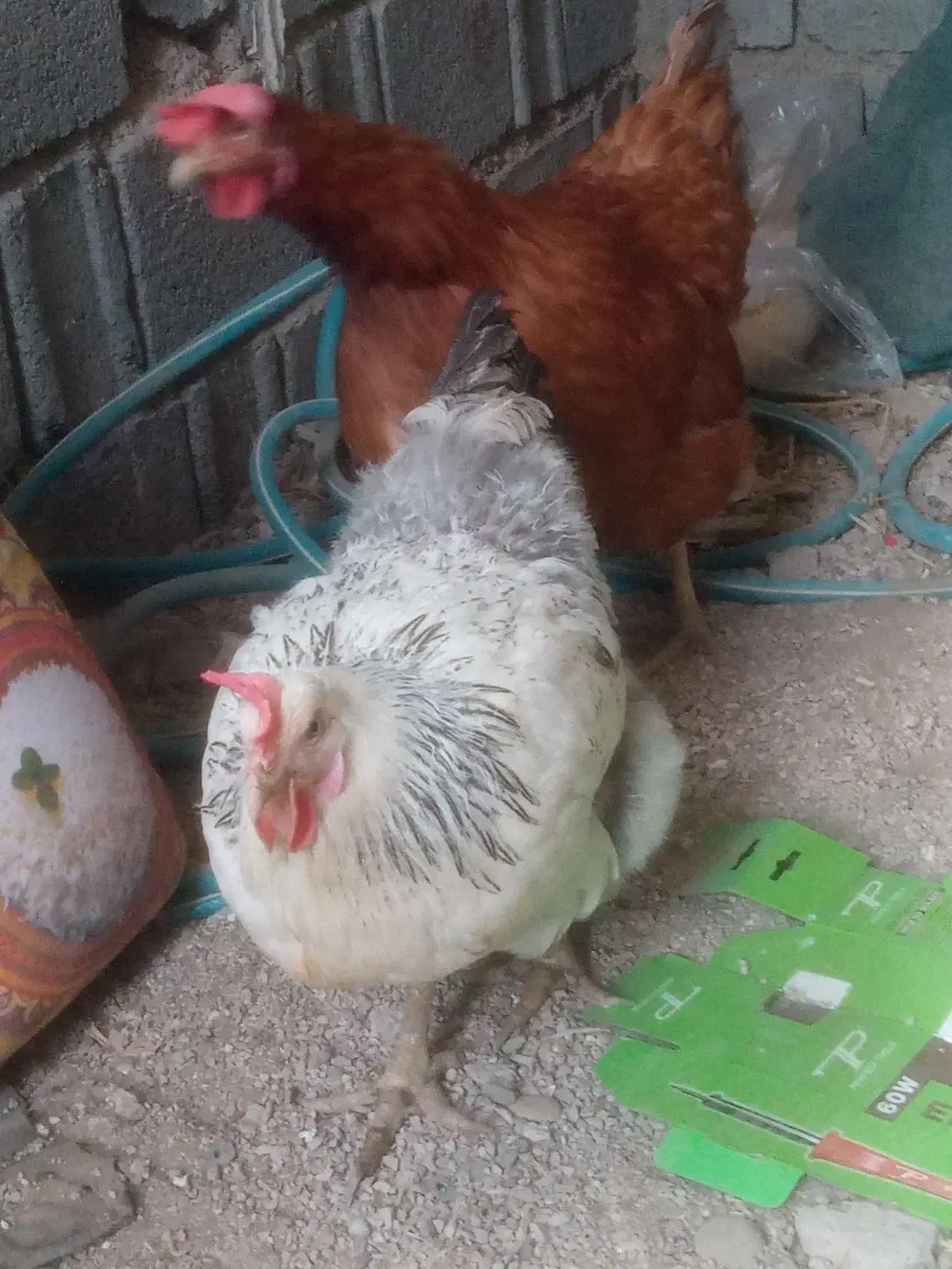 مرغ تخم گذار|حیوانات مزرعه|آبپخش, |دیوار