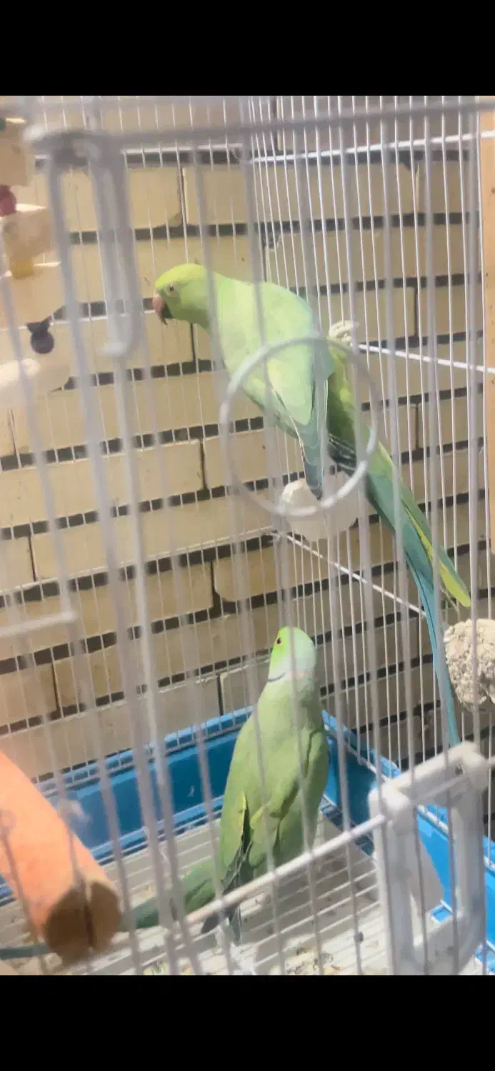 جفت طوطی ملنگو و گرینچیک|پرنده|زرند, |دیوار