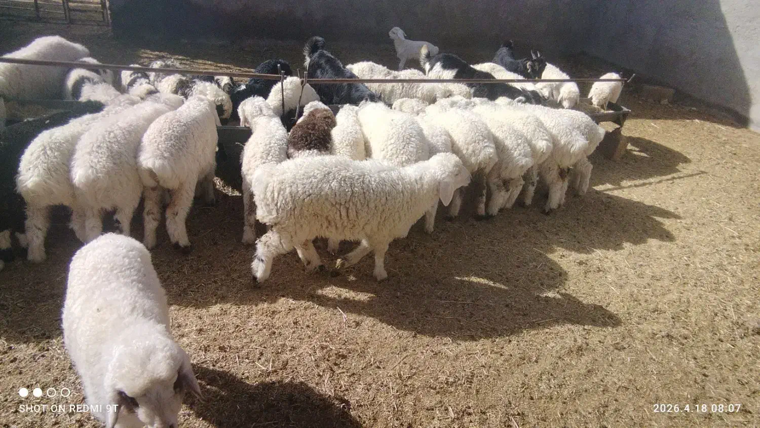 6800000000،|حیوانات مزرعه|آباده, |دیوار