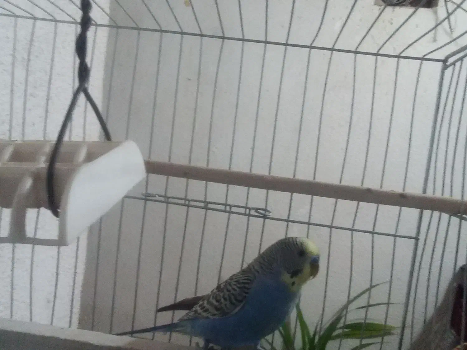 مرغ عشق|پرنده|آباده, |دیوار