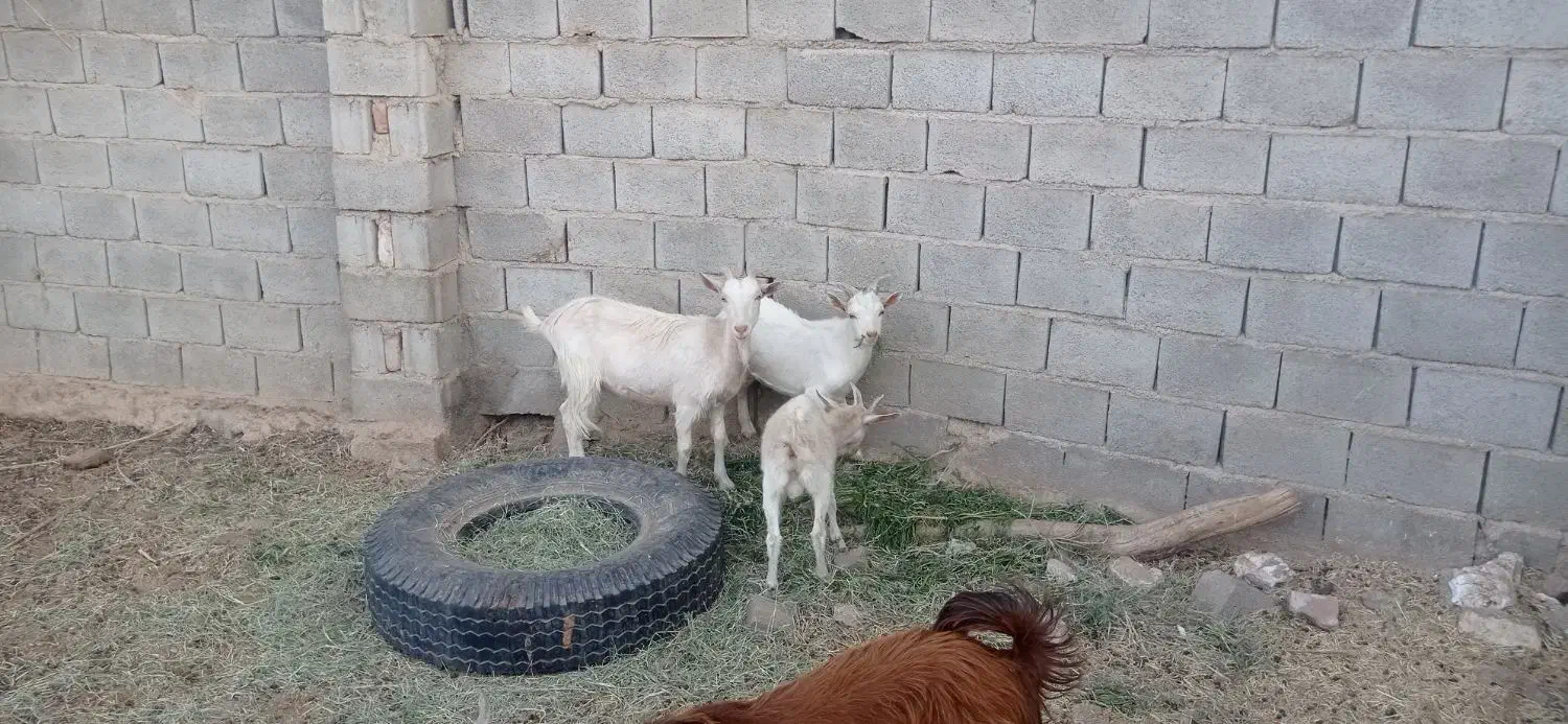 بز سانن به همراه دو بزغاله نر|حیوانات مزرعه|طبس, |دیوار