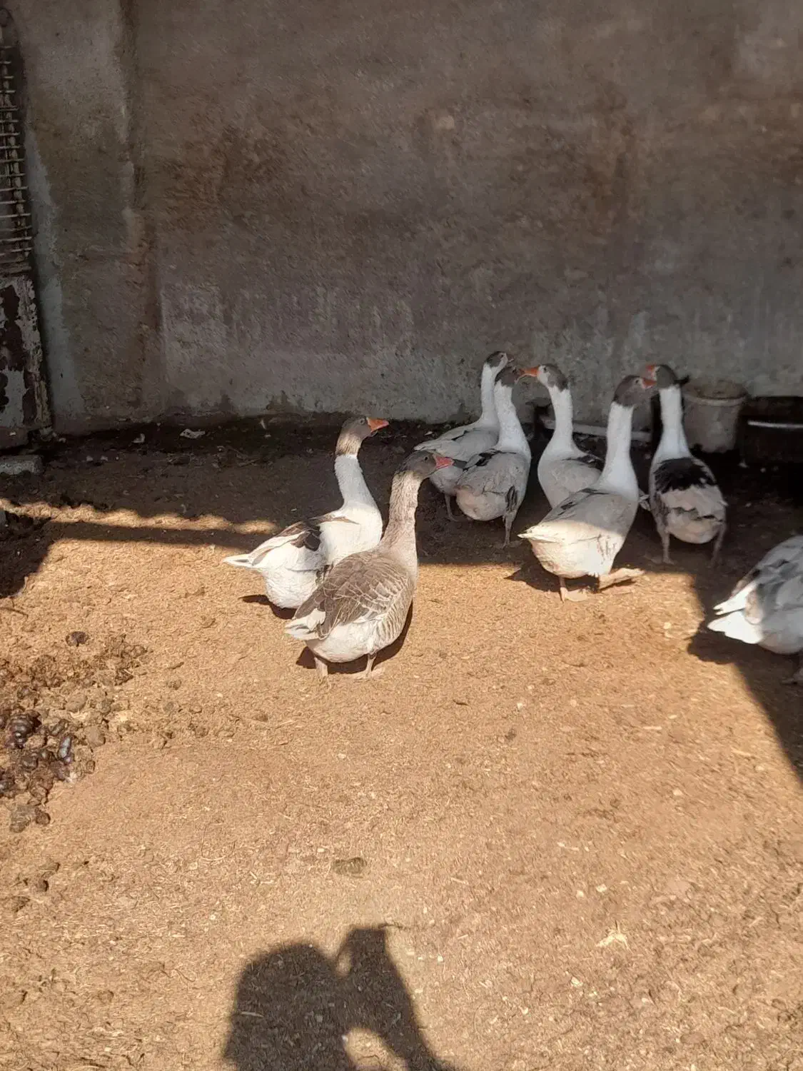 غاز بالغ و جوان و چاق|حیوانات مزرعه|پیشوا, |دیوار