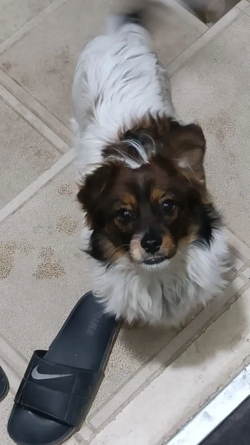 سگ پا کوتاه نر|سگ|شیروان (خراسان), |دیوار