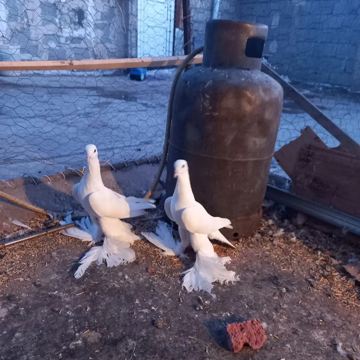 سلام یک جوفت اغ پارپاری|پرنده|تبریز, |دیوار