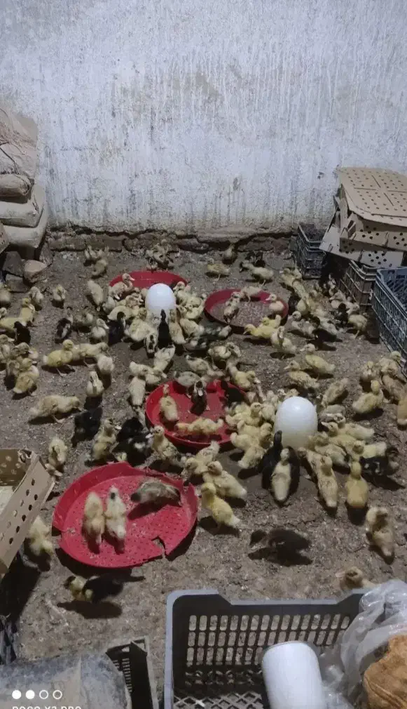 فروشندگی جوجه و اردک|حیوانات مزرعه|زابل, |دیوار