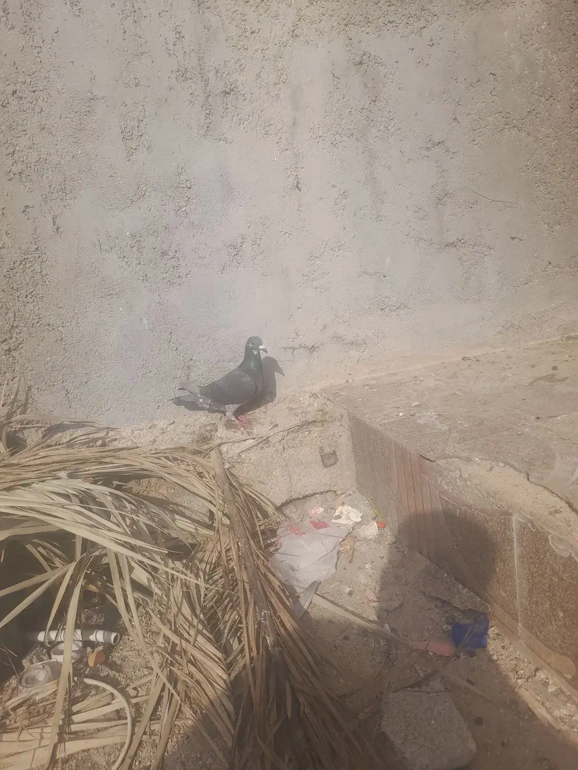 سبز|پرنده|آبپخش, |دیوار