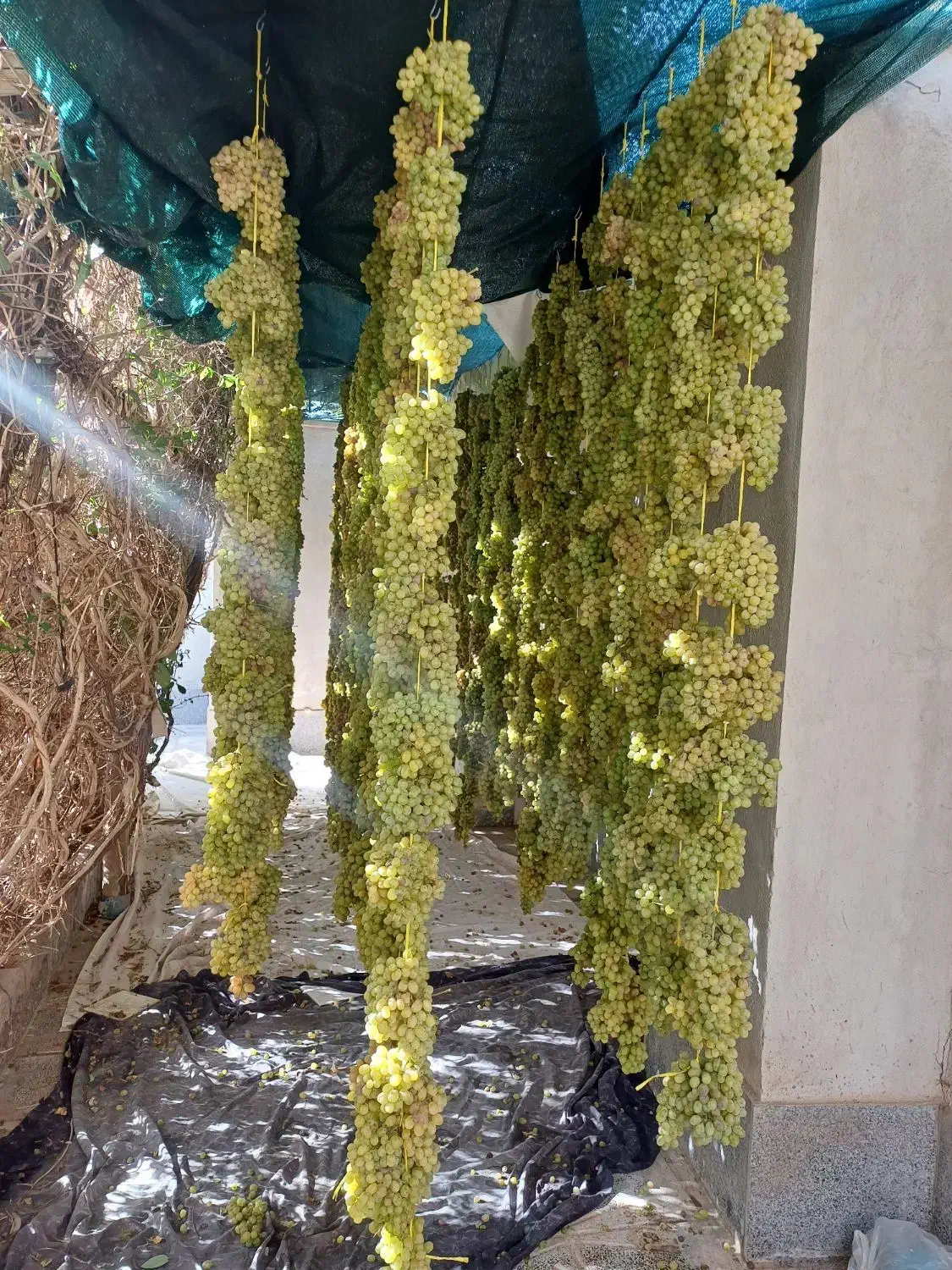 کشمش مروست|خوردنی و آشامیدنی|یزد, |دیوار