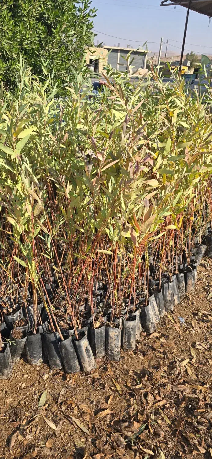 نهال آکالیپتوس (بید)|گل و گیاه طبیعی|اندیکا, |دیوار