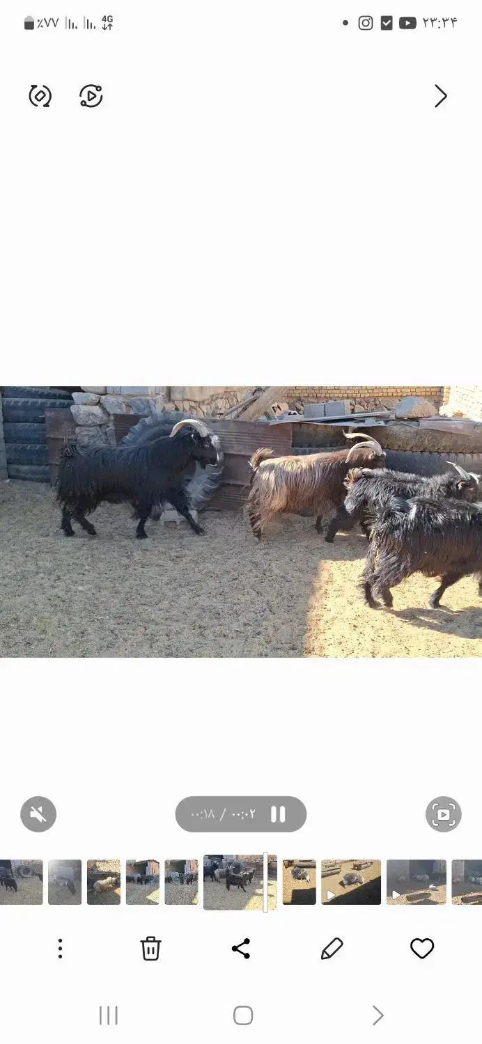 چپش نر دبر|حیوانات مزرعه|فولادشهر, سایت صنعتی کاوه|دیوار