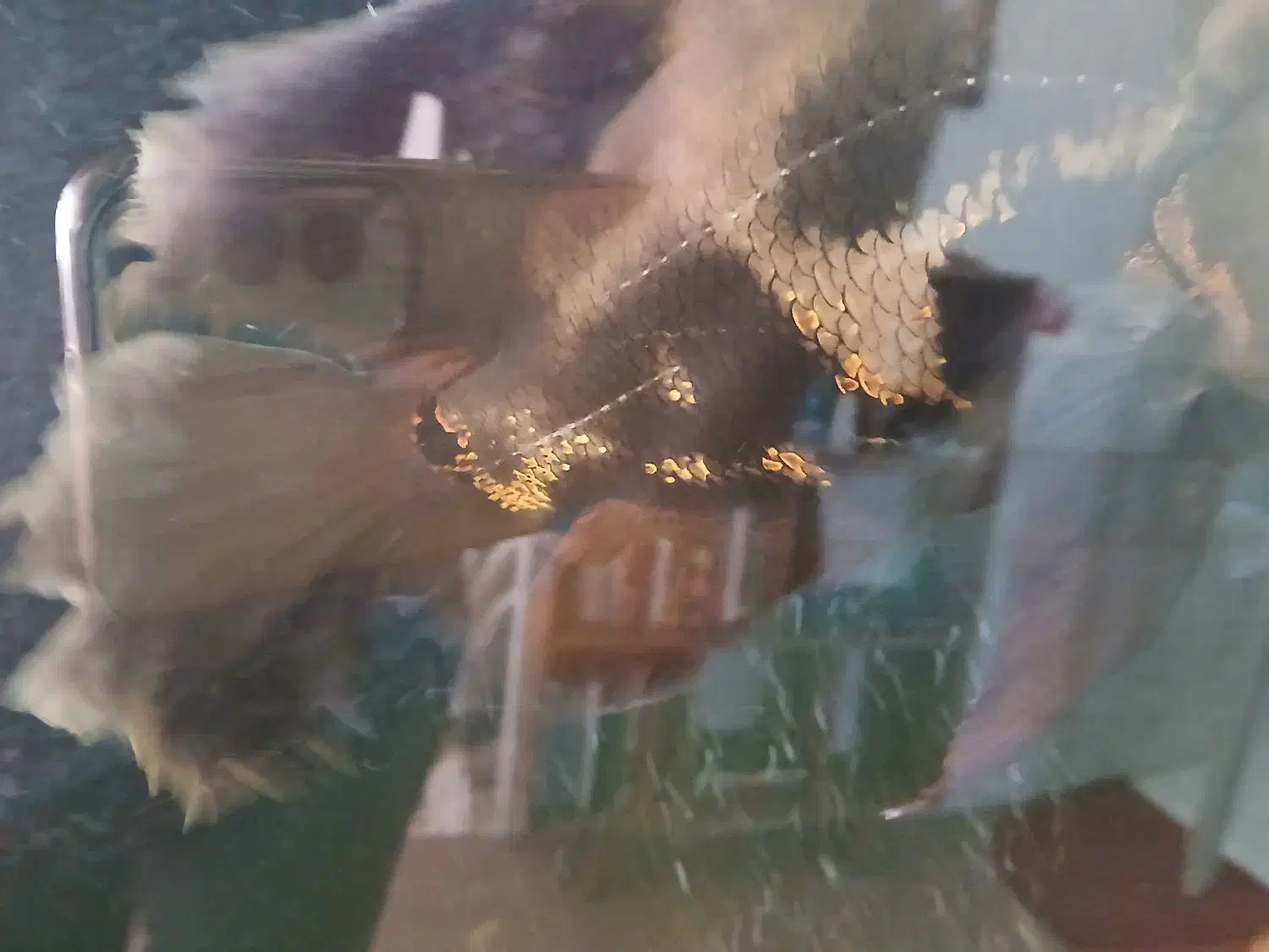 ماهی اسکار|ماهی|تربتحیدریه, شهرک ولیعصر|دیوار