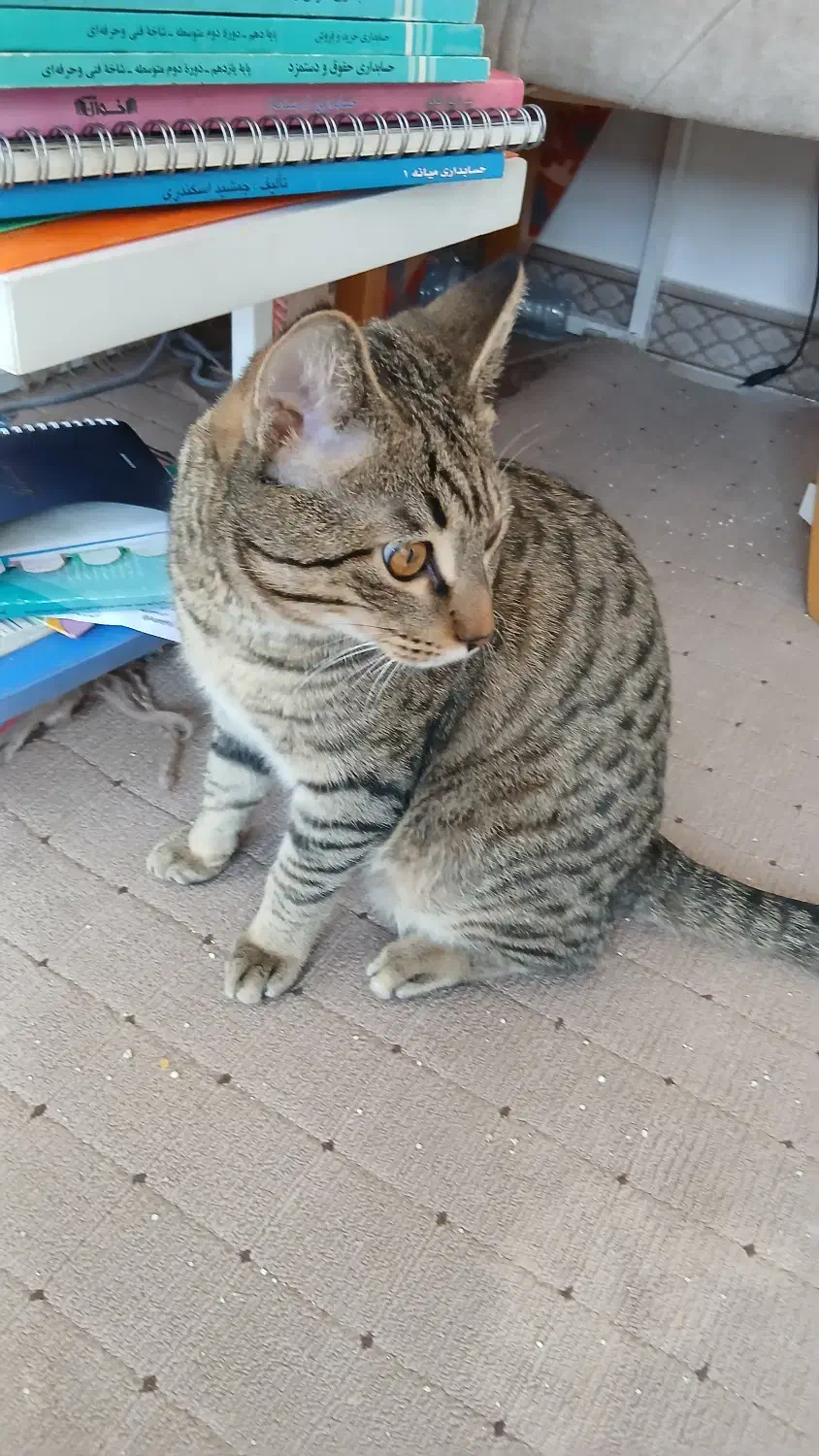 واگذاری گربه زیبا وسالم وتپلی وکاملا خانگی|گربه|اراک, |دیوار