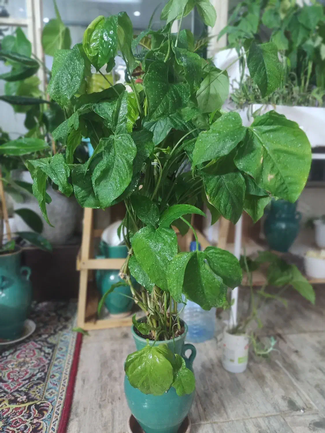 گل سیگنیوم|گل و گیاه طبیعی|اصفهان, شیخ اشراق|دیوار