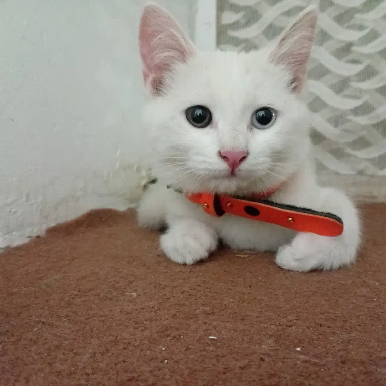 گربه نر|گربه|بیرجند, |دیوار