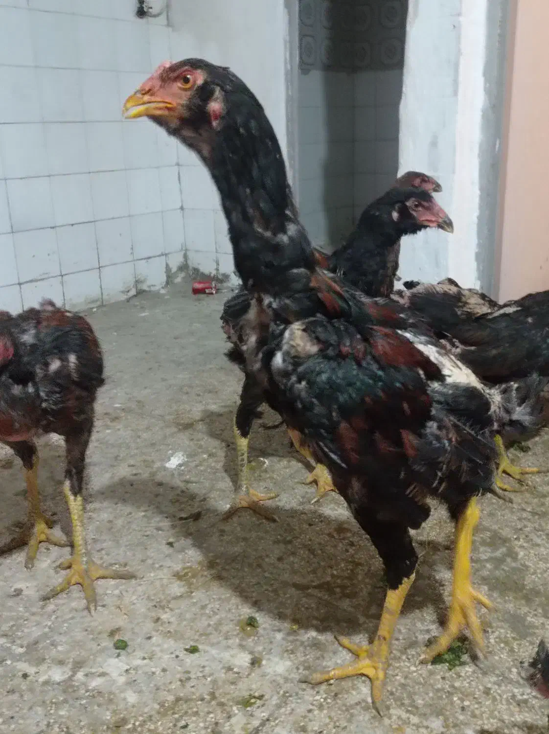 جوجه خروس لاری دنگ بالا|حیوانات مزرعه|تهران, دهم فروردین|دیوار