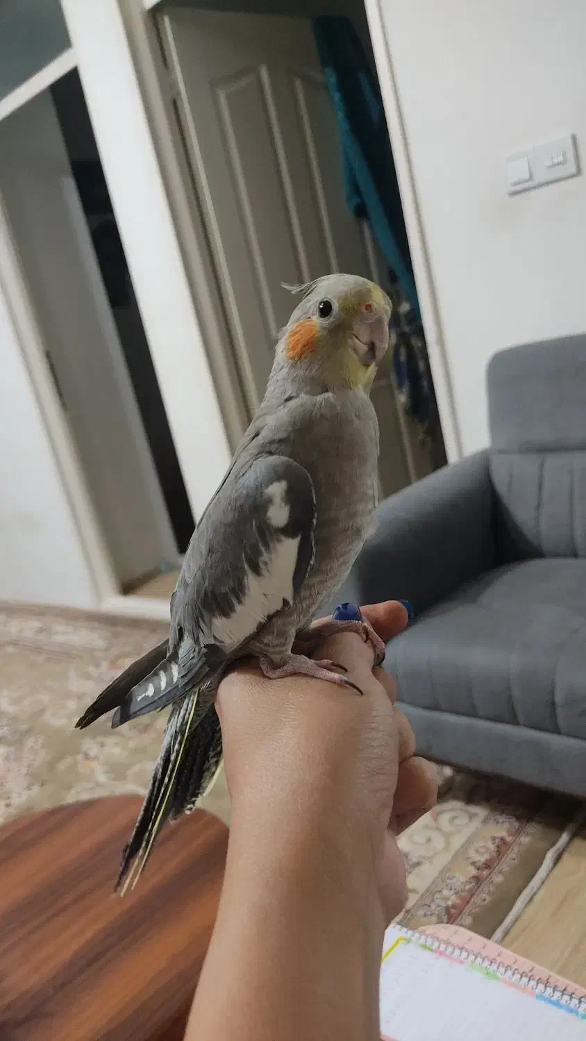 عروس هلندی نر|پرنده|تهران, سعیدآباد|دیوار