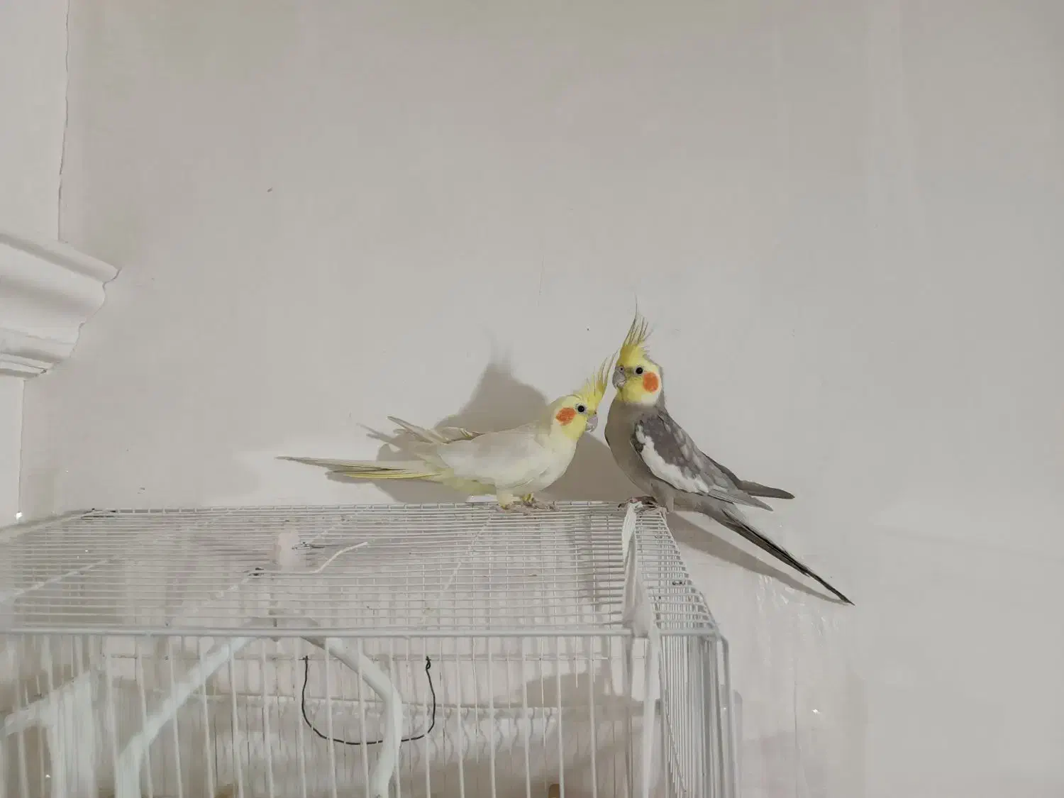 عروس هلندی|پرنده|مشهد, باغ فراگرد|دیوار