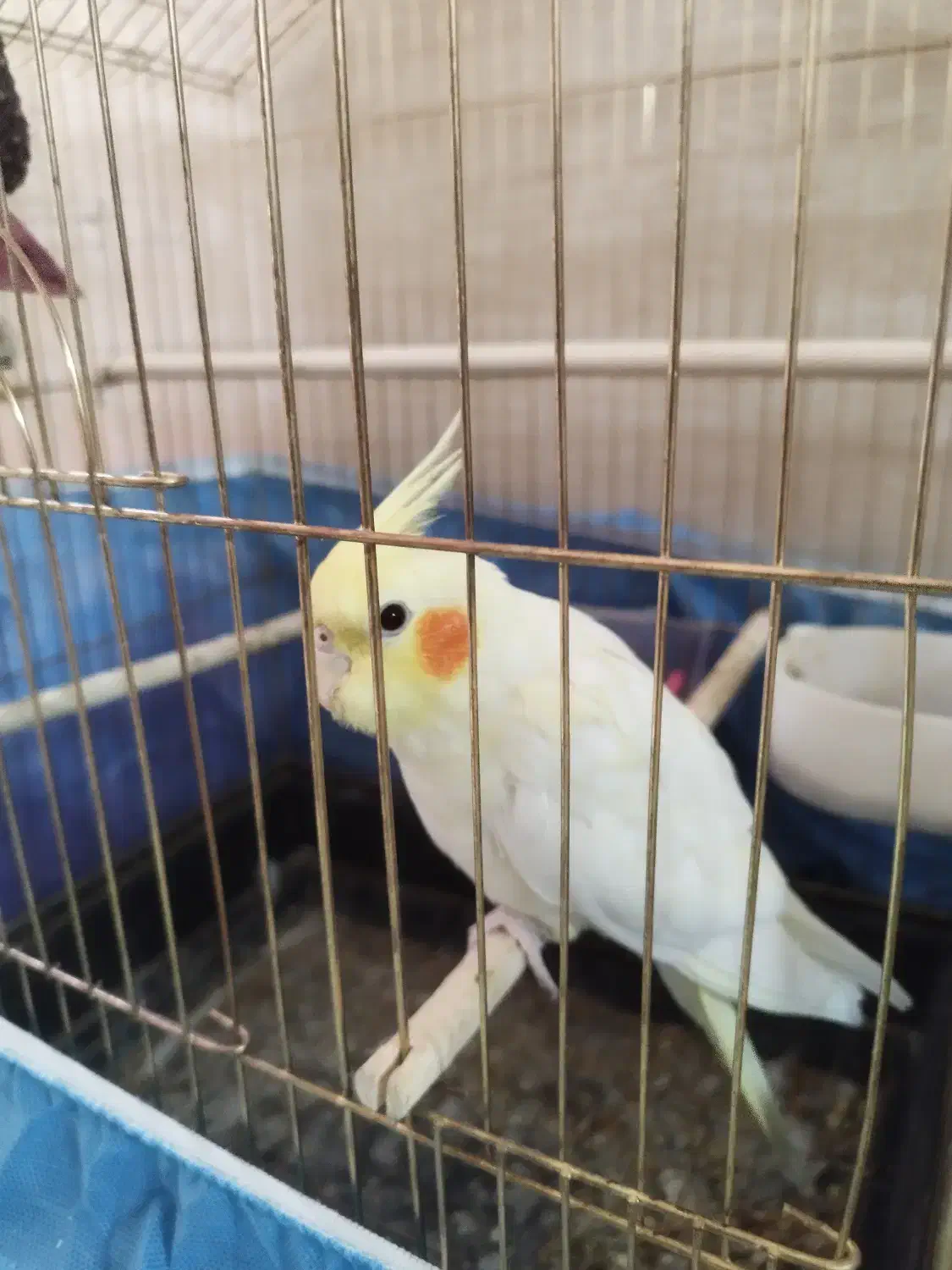 عروس هلندی|پرنده|قم, چهل اختران|دیوار